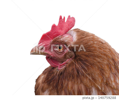 Head of brown chicken on a white background Head of brown chicken on a white background 140759288