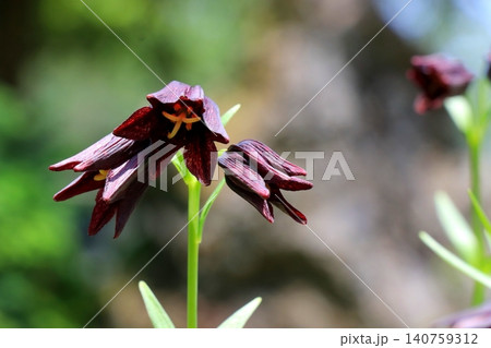 クロユリの花 クロユリの花 140759312