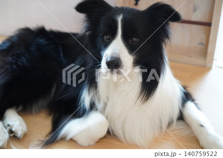 床でくつろぐ室内犬ボーダーコリー 140759522