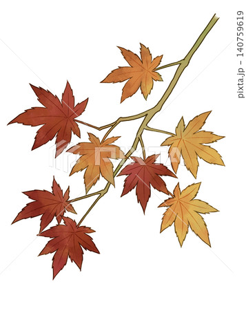 紅葉したモミジの枝のイラスト 紅葉したモミジの枝のイラスト 140759619