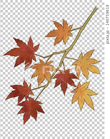 紅葉したモミジの枝のイラスト 紅葉したモミジの枝のイラスト 140759619