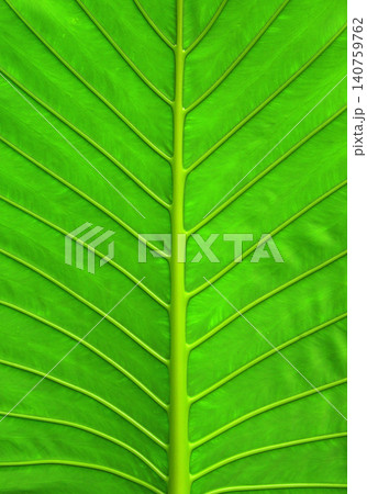 green leaf texture of a plant close up green leaf texture of a plant close up 140759762