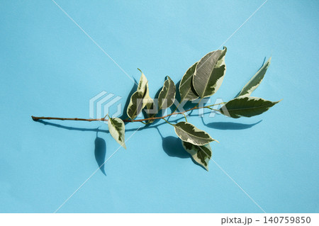 A variegated Benjamin branch placed against a sky-blue background 140759850