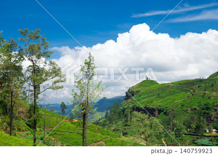 Tea plantation Tea plantation 140759923