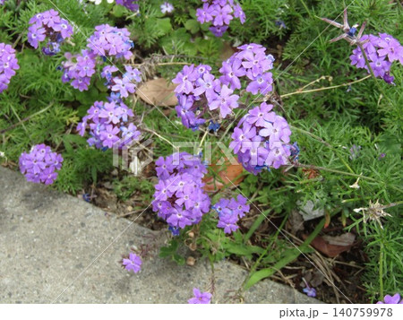 バーベナの紫色の花 140759978