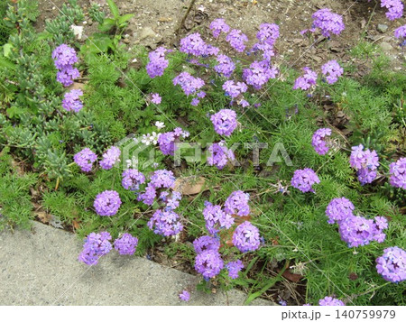バーベナの紫色の花 140759979