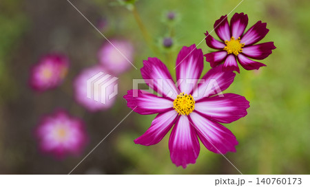秋の花コスモスの蜜を吸う蜂 140760173