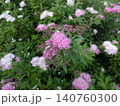 ピンクと白が混ざり合う源平シモツケの花 140760300