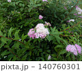 ピンク色のシモツケの花のクローズアップ 140760301