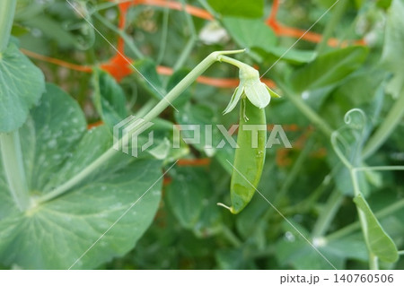 Fresh sugar snap pea growing on a vine Fresh sugar snap pea growing on a vine 140760506