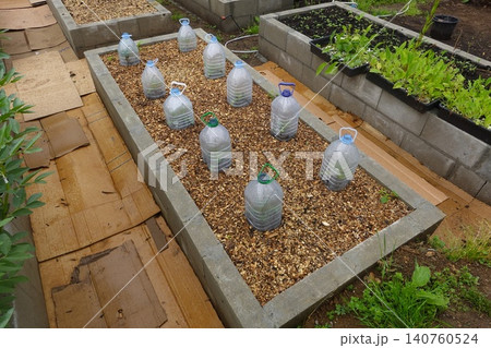 Protecting young seedlings in raised garden beds with plastic bottle cloches Protecting young seedlings in raised garden beds with plastic bottle cloches 140760524
