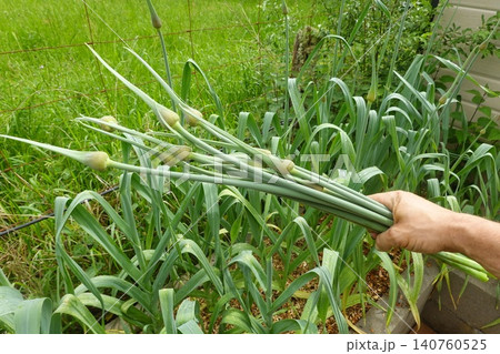 Hand holding freshly harvested organic garlic scapes Hand holding freshly harvested organic garlic scapes 140760525