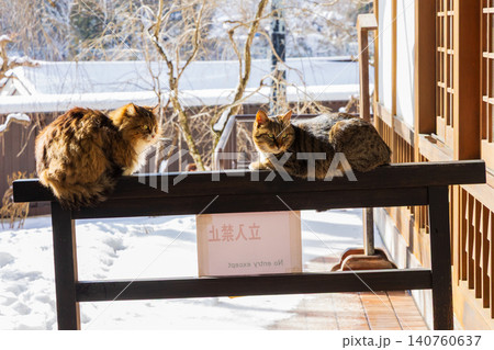 冬の山形県山形市 雪の立石寺(山寺) かわいい猫たち 冬の山形県山形市 雪の立石寺(山寺) かわいい猫たち 140760637