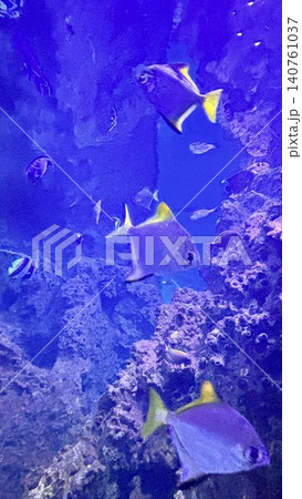 花蓮 海 大洋 140761037