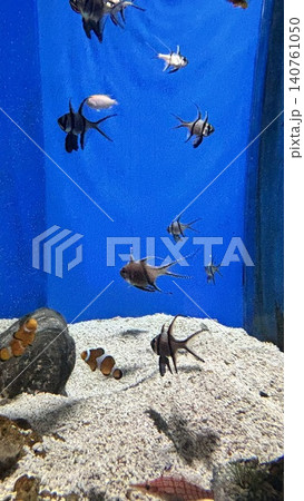 花蓮 海 大洋 140761050