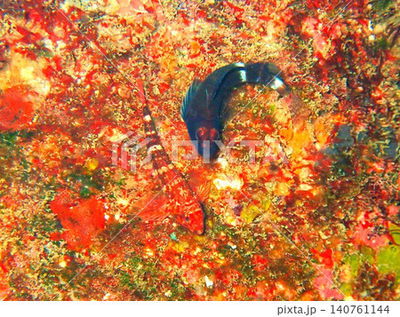 ヘビギンポのペア(婚姻色) 伊豆大島 ヘビギンポのペア(婚姻色) 伊豆大島 140761144