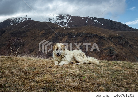 Lonely dog rests on dry grassy hillside 140761203