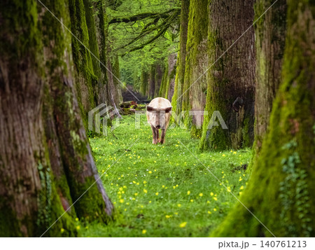The pink pig is walking in the center of the forest alley. 140761213