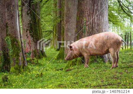 Big pig scratches against a tree trunk 140761214