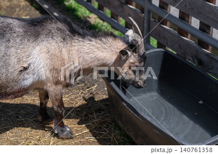 Goat drinking water from black trough in farmyard with wooden fence and green grass Goat drinking water from black trough in farmyard with wooden fence and green grass 140761358