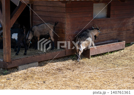 Goats feeding near wooden barn on sunny day with straw scattered on the ground Goats feeding near wooden barn on sunny day with straw scattered on the ground 140761361