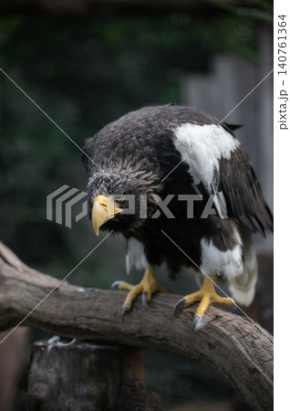 Steller's sea eagle perched on a wooden branch in a natural habitat setting 140761364