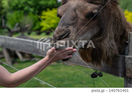 Close-up of camel interacting with human hand at petting zoo in green outdoor setting Close-up of camel interacting with human hand at petting zoo in green outdoor setting 140761401