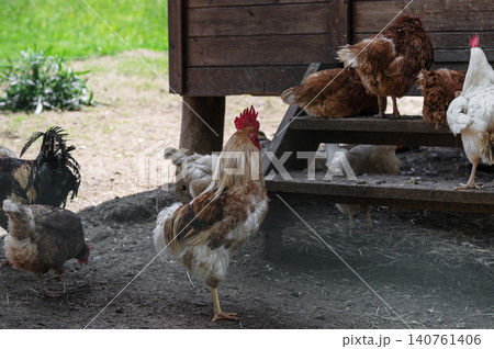 Rooster and hens foraging near wooden coop in rural farmyard setting Rooster and hens foraging near wooden coop in rural farmyard setting 140761406