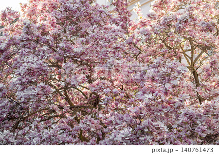 Blooming magnolia tree with pink and white flowers in springtime garden setting 140761473