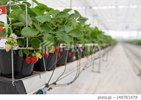 Greenhouse interior with strawberry and raspberry plants growing in black pots on a cultivation table 140761478