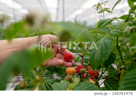 Hand harvesting ripe strawberries and raspberries in a greenhouse filled with lush greenery Hand harvesting ripe strawberries and raspberries in a greenhouse filled with lush greenery 140761479