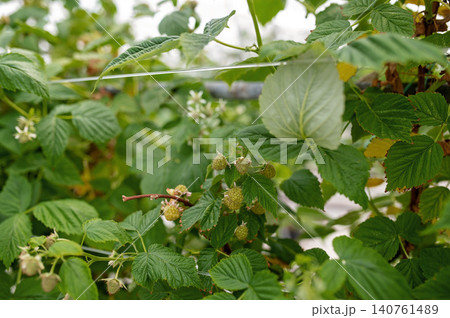 Greenhouse cultivation of strawberries and raspberries with lush green foliage and fruit development Greenhouse cultivation of strawberries and raspberries with lush green foliage and fruit development 140761489
