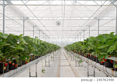 Greenhouse interior with rows of strawberry plants in pots, bright natural light filtering through 140761490