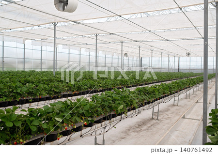 Greenhouse interior with rows of strawberry and raspberry plants growing in containers Greenhouse interior with rows of strawberry and raspberry plants growing in containers 140761492