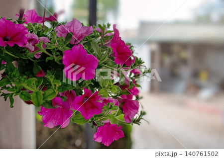 Pink petunia flowers in hanging basket with blurred background of garden and pathway Pink petunia flowers in hanging basket with blurred background of garden and pathway 140761502