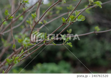 Close-up of budding branches with fresh green leaves against blurred natural background 140761520