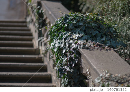 Green ivy climbing over stone railing beside outdoor staircase in natural sunlight Green ivy climbing over stone railing beside outdoor staircase in natural sunlight 140761532