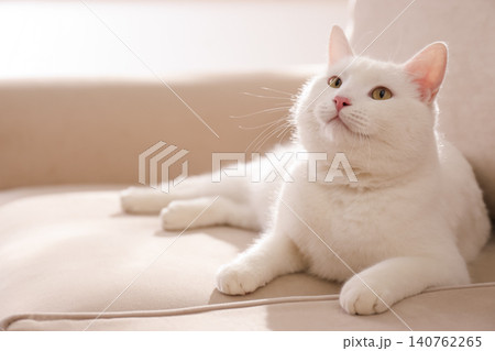 Cute white cat on sofa at home 140762265