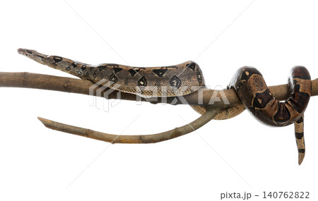 Brown boa constrictor on tree branch against white background 140762822