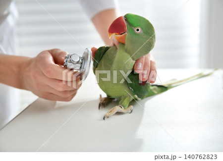 Veterinarian examining Alexandrine parakeet in clinic, closeup Veterinarian examining Alexandrine parakeet in clinic, closeup 140762823