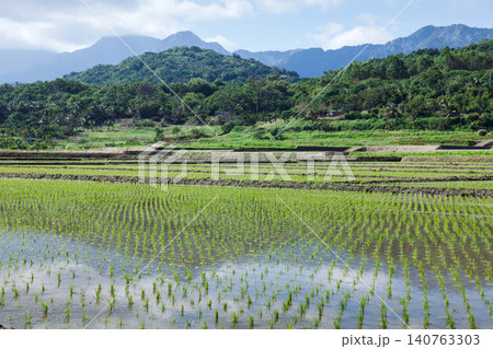 Rice paddies with mountains in Taiwan Rice paddies with mountains in Taiwan 140763303