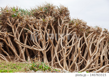 Coastal pandanus trees with branching trunks in Taiwan 140763315