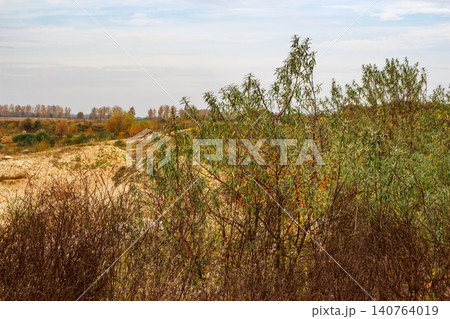 Lush sea buckthorn bushes bursting with bright orange berries against an autumnal landscape and a cloudy sky. Harvest season vibes Lush sea buckthorn bushes bursting with bright orange berries against an autumnal landscape and a cloudy sky. Harvest season vibes 140764019