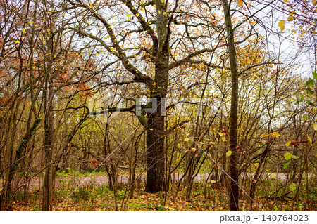 Majestic old tree stands tall amidst a vibrant autumn forest. Golden leaves cling to branches, scattered on the path below. A serene, tranquil nature scene Majestic old tree stands tall amidst a vibrant autumn forest. Golden leaves cling to branches, scattered on the path below. A serene, tranquil nature scene 140764023