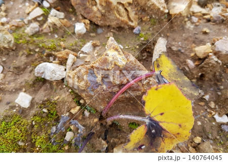 Botryoidal chalcedony on flint, a natural mineral find. Earthy ground, green moss, and a vibrant autumn leaf complete this geological scene Botryoidal chalcedony on flint, a natural mineral find. Earthy ground, green moss, and a vibrant autumn leaf complete this geological scene 140764045