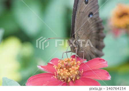 Minois dryas butterfly on a pink flower. Minois dryas butterfly on a pink flower. 140764154