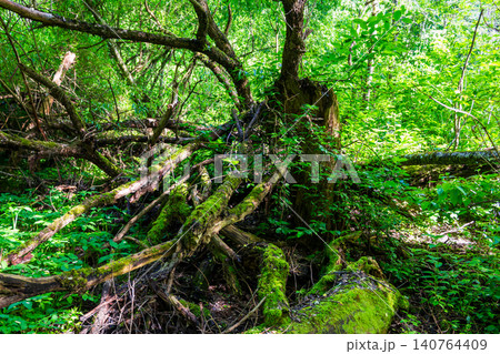 Ancient mossy tree stump entangled with fallen timber and wild foliage in a lush sunlit forest, showcasing a captivating raw texture of decaying wood and vibrant green undergrowth Ancient mossy tree stump entangled with fallen timber and wild foliage in a lush sunlit forest, showcasing a captivating raw texture of decaying wood and vibrant green undergrowth 140764409