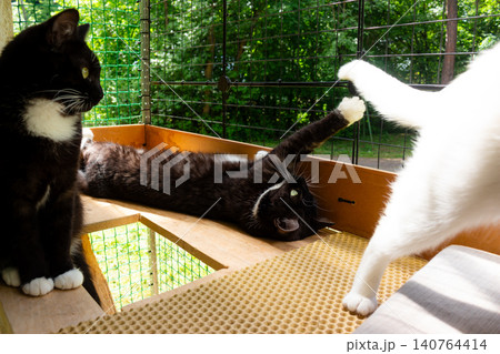 Three cute tuxedo and white cats relaxing on an outdoor mesh balcony in summer, one playful kitten stretches its paw to touch a fluffy white tail in a cozy sunlit spot Three cute tuxedo and white cats relaxing on an outdoor mesh balcony in summer, one playful kitten stretches its paw to touch a fluffy white tail in a cozy sunlit spot 140764414