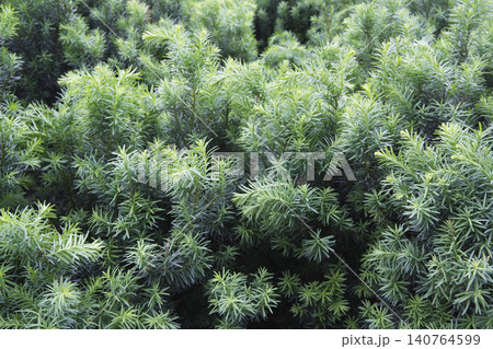 Close-Up of Lush Green Evergreen Shrub Foliage Close-Up of Lush Green Evergreen Shrub Foliage 140764599
