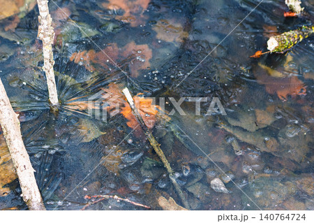 Starburst ice patterns radiate from frozen twigs on a dark stream with colorful autumn leaves trapped beneath the first November frost Starburst ice patterns radiate from frozen twigs on a dark stream with colorful autumn leaves trapped beneath the first November frost 140764724